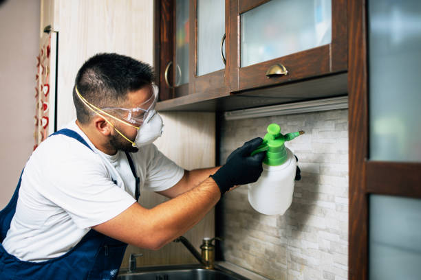 Best Affordable Pest Control Services  in South Holland, IL