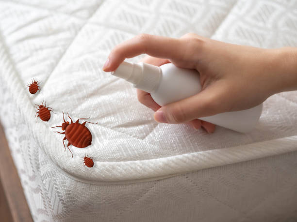 Best Termite Control Services  in South Holland, IL