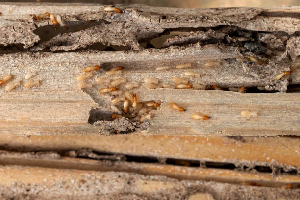 Best Residential Pest Control  in South Holland, IL